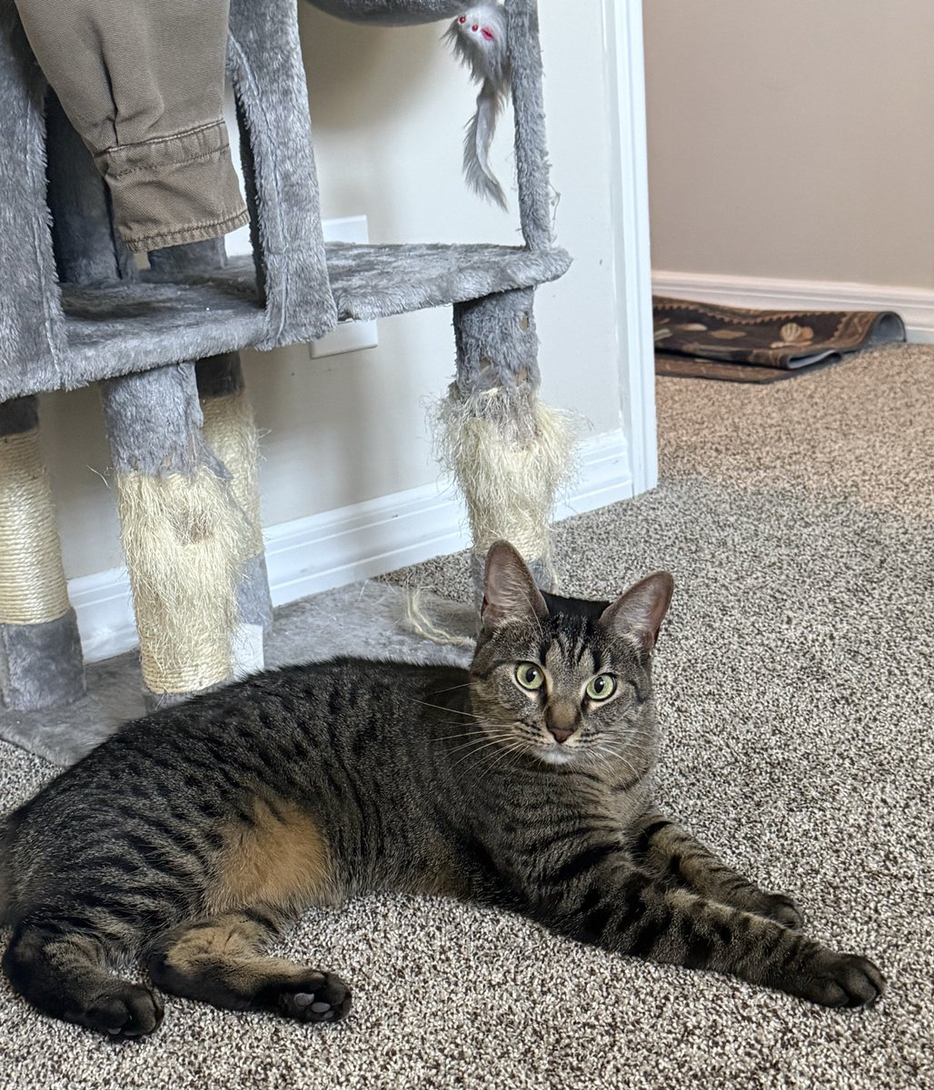vrtlglry723's tweet photo. @Garrett_Watts This is Lucy! She’s kinda stupid but the sweetest girl. My therapist told me I had ADHD at 21 in college and I went and got an emotional support animal the next day. This is her :) she’s named after the Beatles song https://t.co/PebiDRdt2J