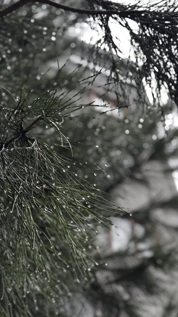 Azize Akan tweet media