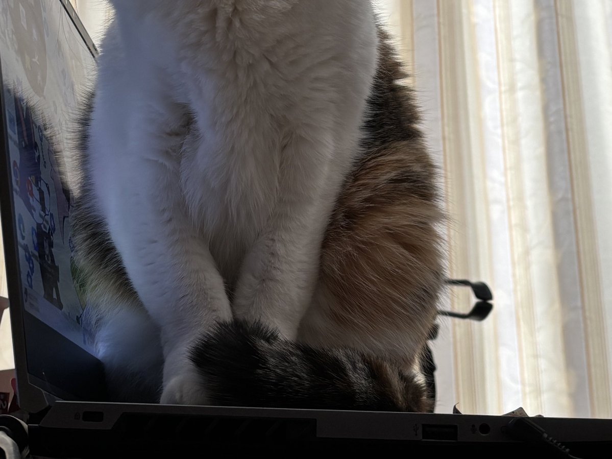 猫の日 zzzzzzzzzzzzzzzzzzzzzzzz