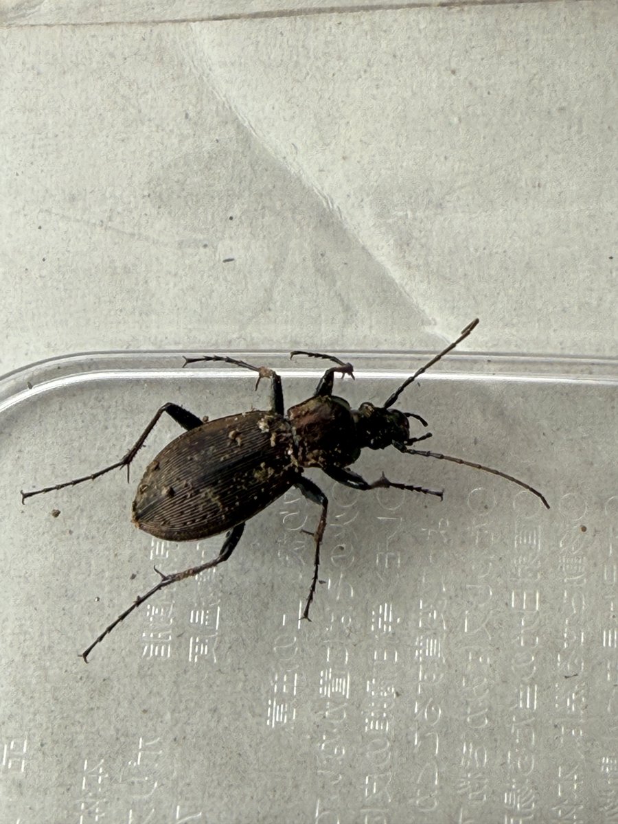 今日は懸案だった、レモンの植え替えをしました。
例年より暖かく、来週は雨が降る絶好のタイミングを逃さず、完了できました。

根鉢を崩したら、中から越冬中のオサムシが出てきました。
固定を兼ねて枝の誘引を行いつつ、本格的に芽吹く3月を待ちます。

横浜市
2025.2.22撮影