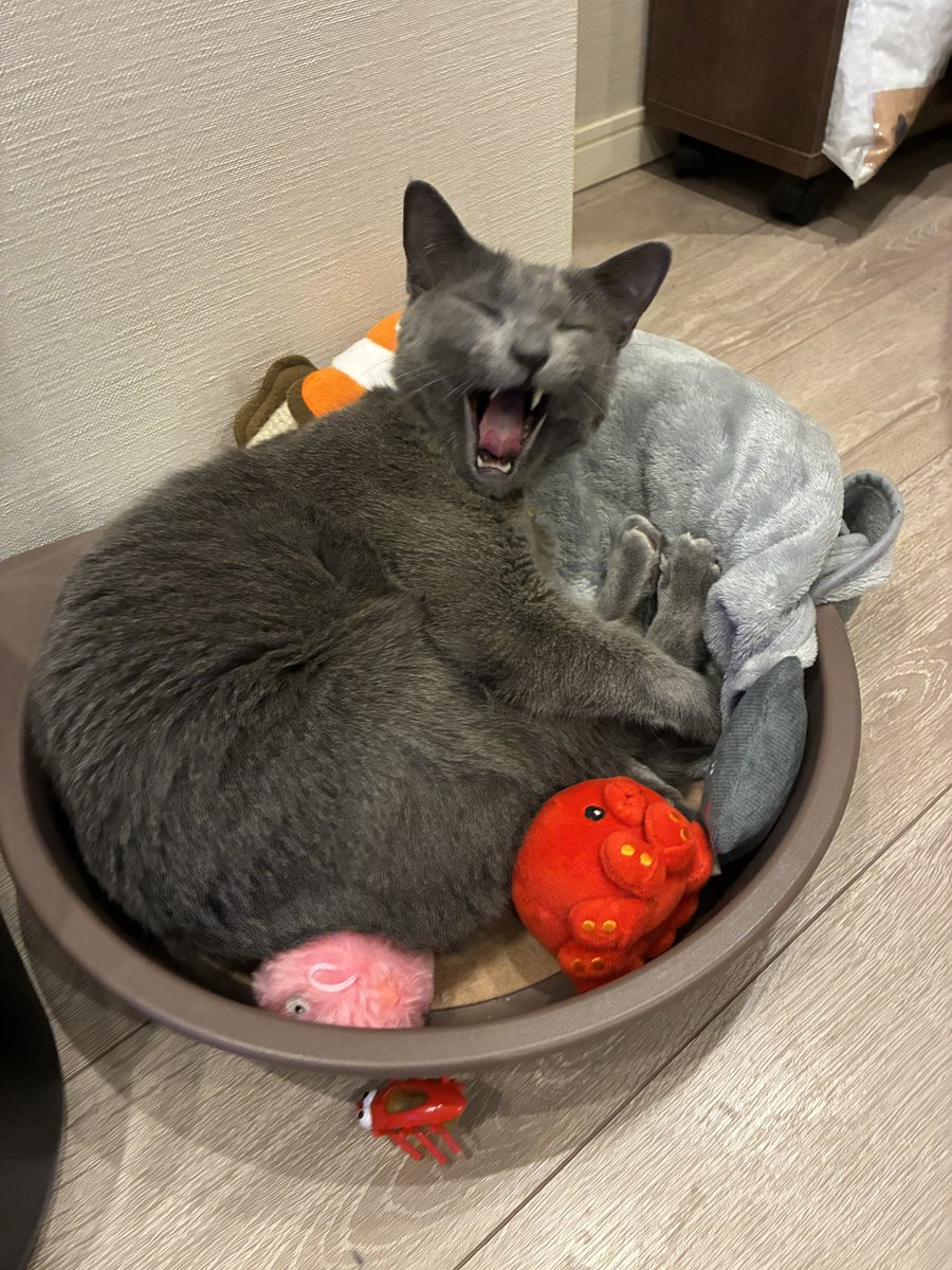 🌟にんべん🌟 tweet media