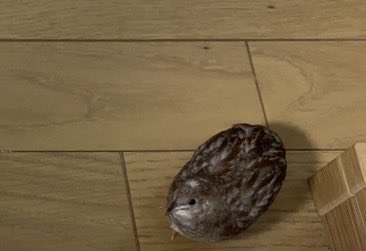 Post by うずらちゃん on X: おみが 見てる