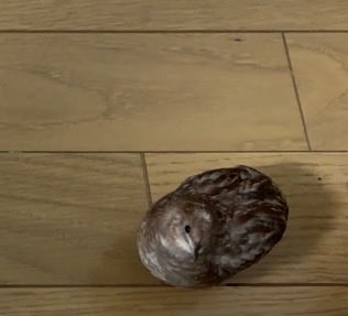 Post by うずらちゃん on X: おみが 見てる