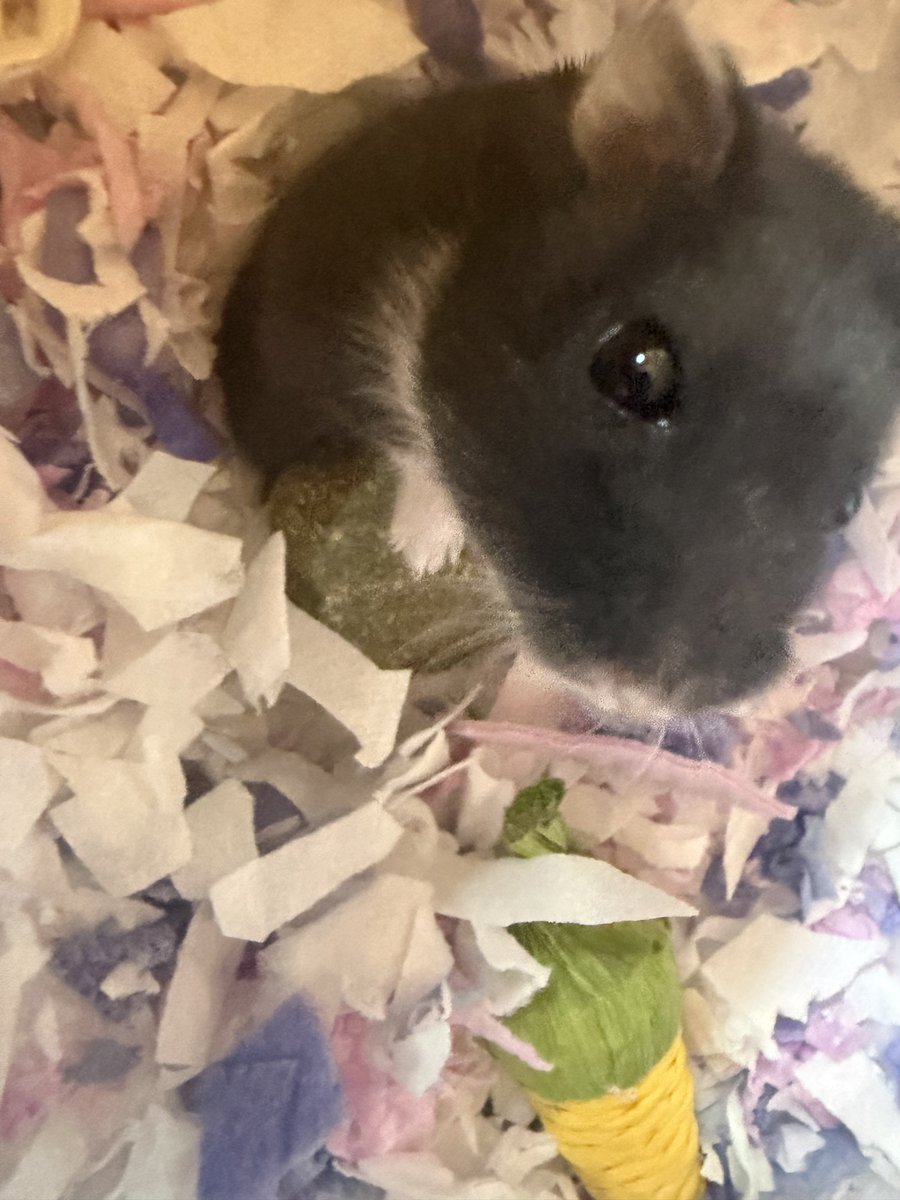 oh1rune_zzz's tweet image. 