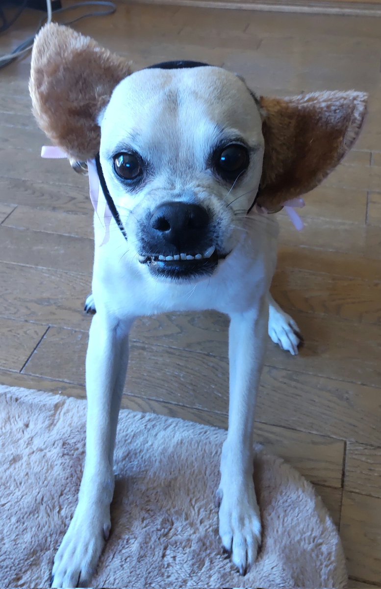 うちの猫です！ #猫の日