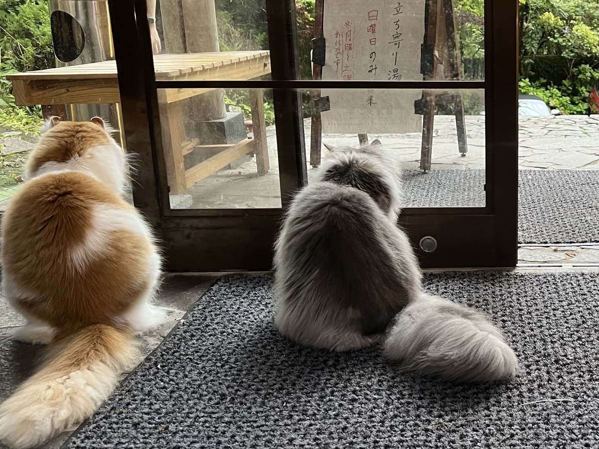 猫の日 自宅猫と♨️🐱たち