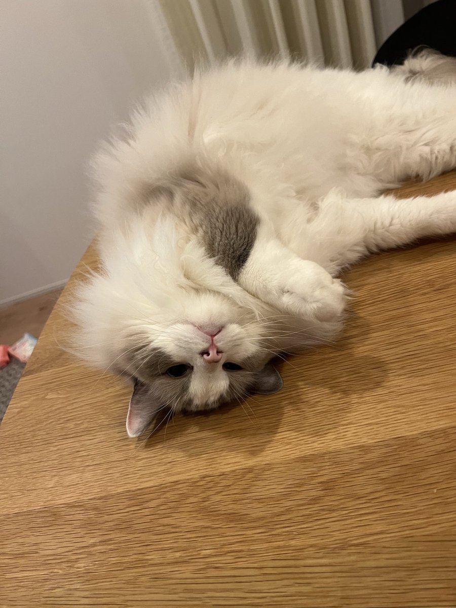 猫の日 自宅猫と♨️🐱たち