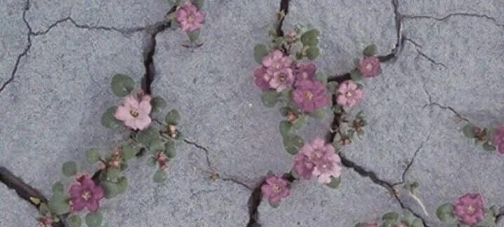 لَكِنَّنَا بَعْدَ كُلِّ يَأْسٍ
 سَنُزْهِرُ مِنْ جَدِيدٍ .