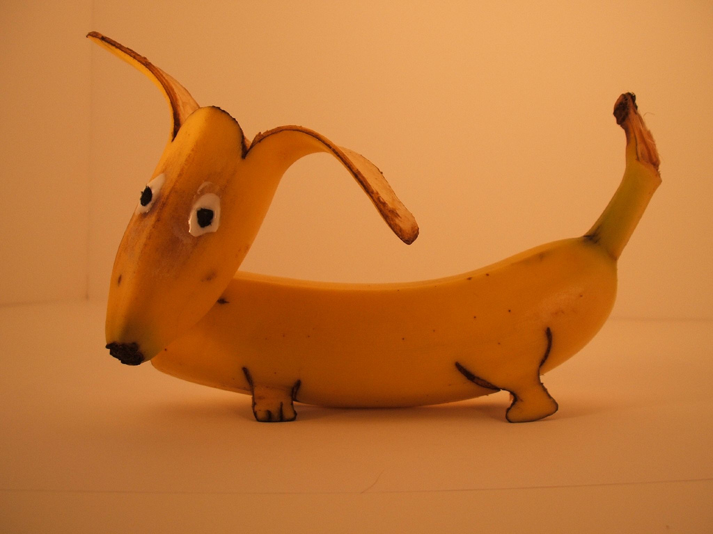 RobertSpace77's tweet photo. Banana Dog ! 😀 https://t.co/buZ8CtFv7s