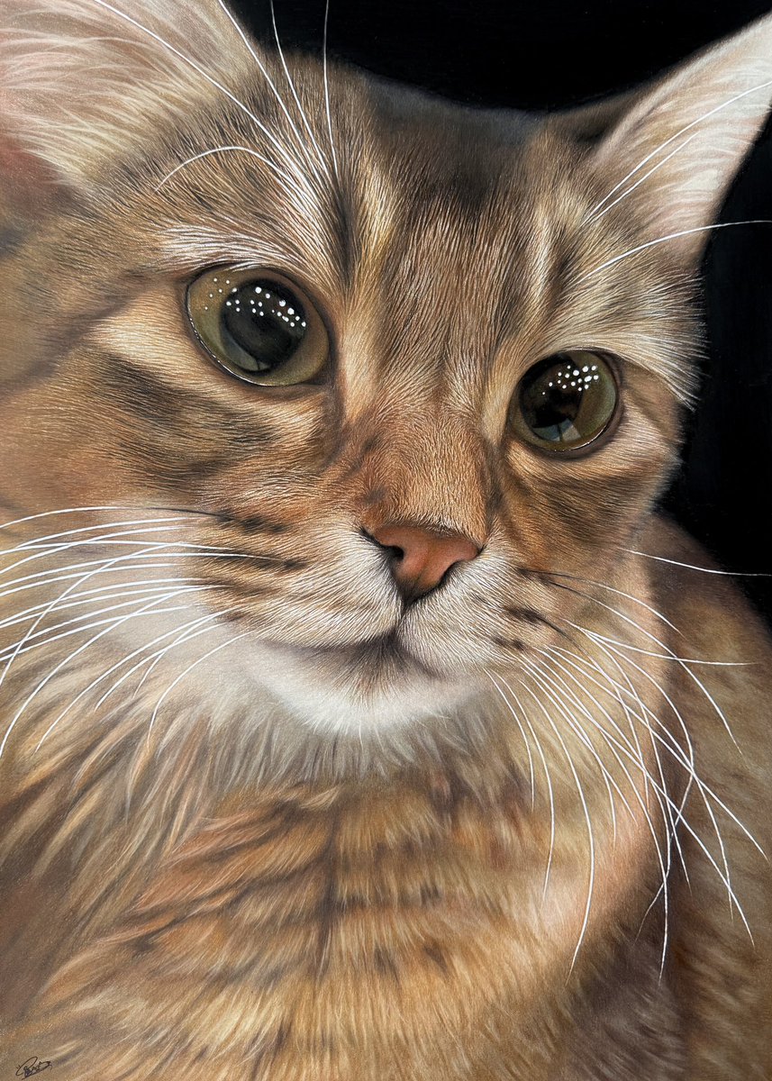 いつもながらお写真にしか見えない、素敵過ぎる色鉛筆画