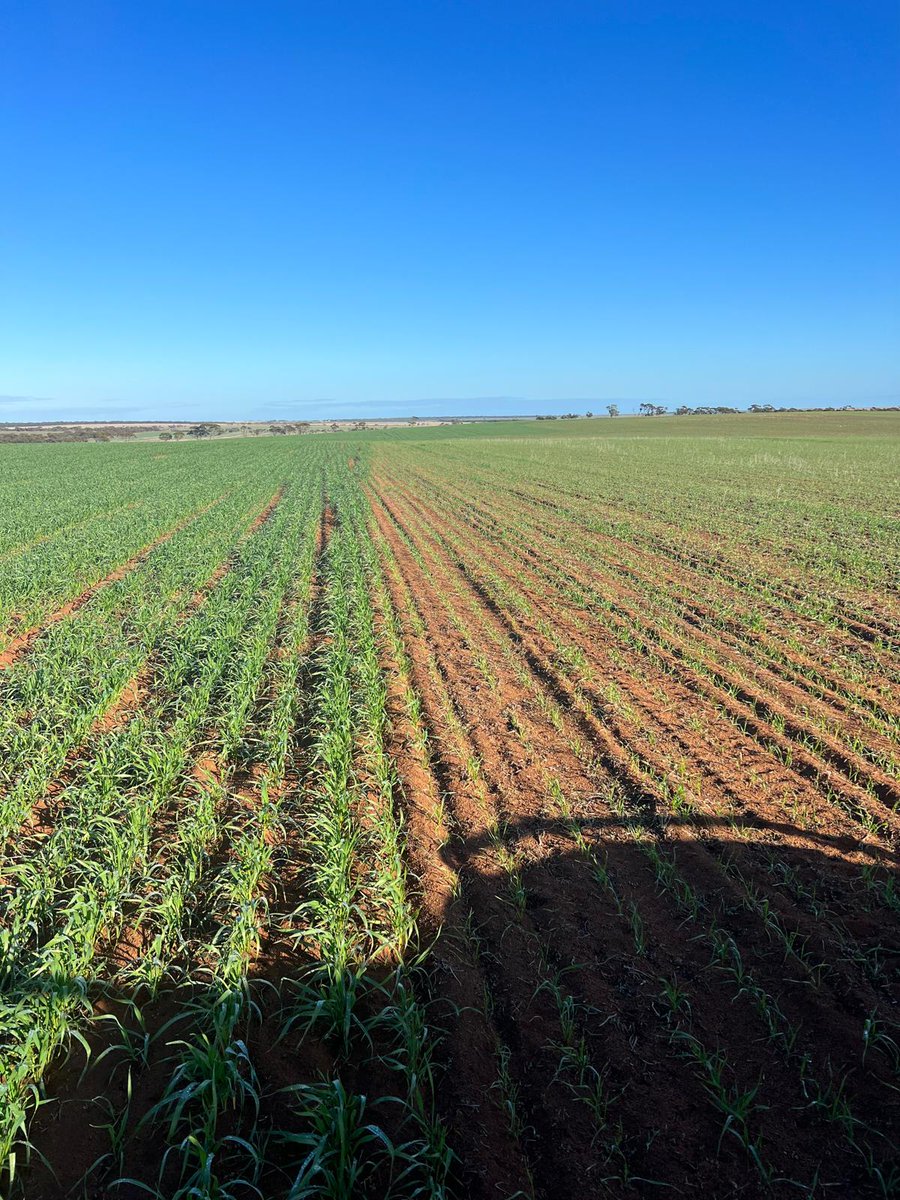 LIENERT ENGINEERING tweet media