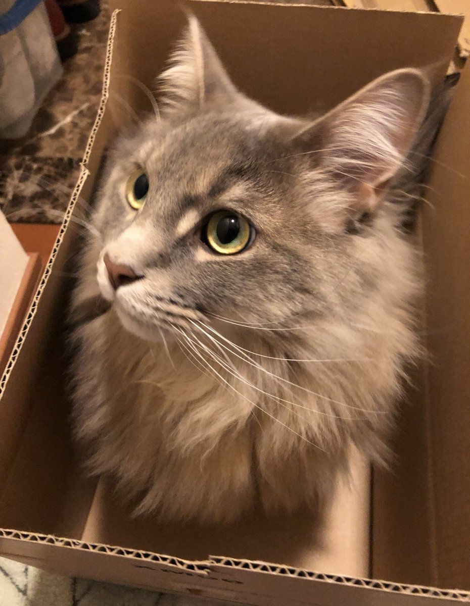 2月22日は #猫の日 これからも毎日幸せに生きてね🐱💖 世界中の猫さん