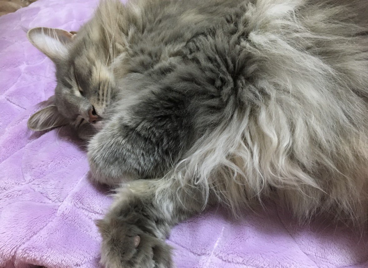 2月22日は #猫の日 これからも毎日幸せに生きてね🐱💖 世界中の猫さん