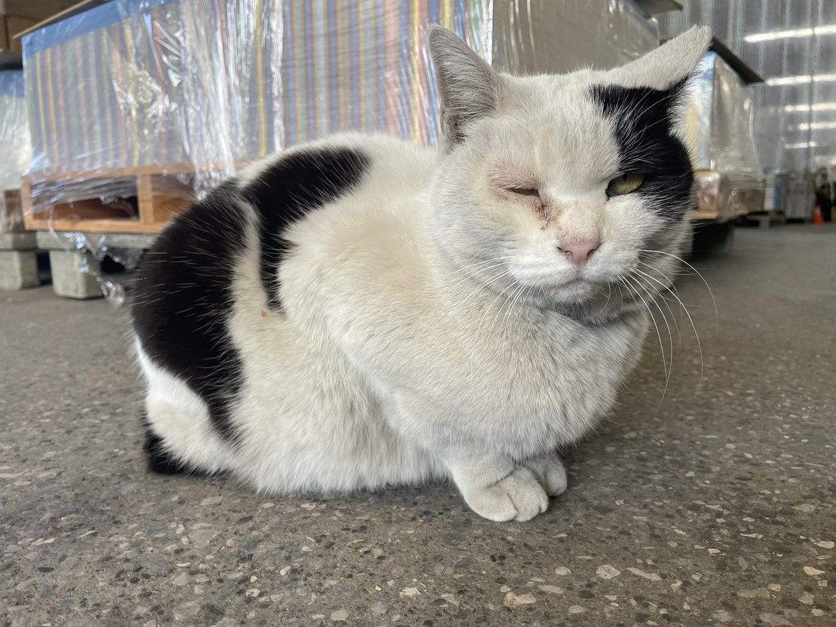 おはようございます〜☀️ 今日は #猫の日 とのことで俺が通っている