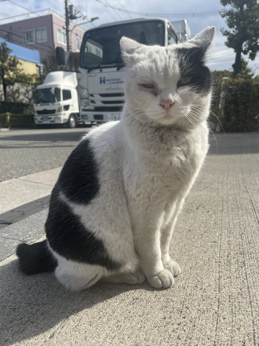 おはようございます〜☀️ 今日は #猫の日 とのことで俺が通っている