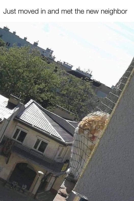 ShouldHaveCat's tweet image. 