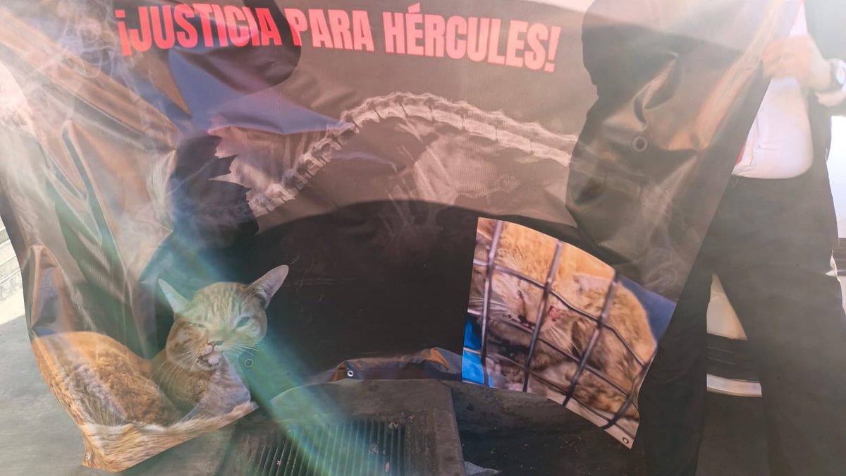 #ServicioALaComunidad | Exigen justicia contra agresores de gato ' #Hércules ' 🐱🐈
en la pizzeria #alonsospizza , de la #avenidatepozanes  de ciudad #nezahualcóyotl.

Decenas de vecinos indignados se dieron cita en el local para externar su molestia, luego que se viralizara la