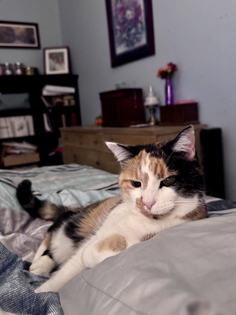 Been gone for a week pet sitting. My girl is glad I’m back home. #caturday