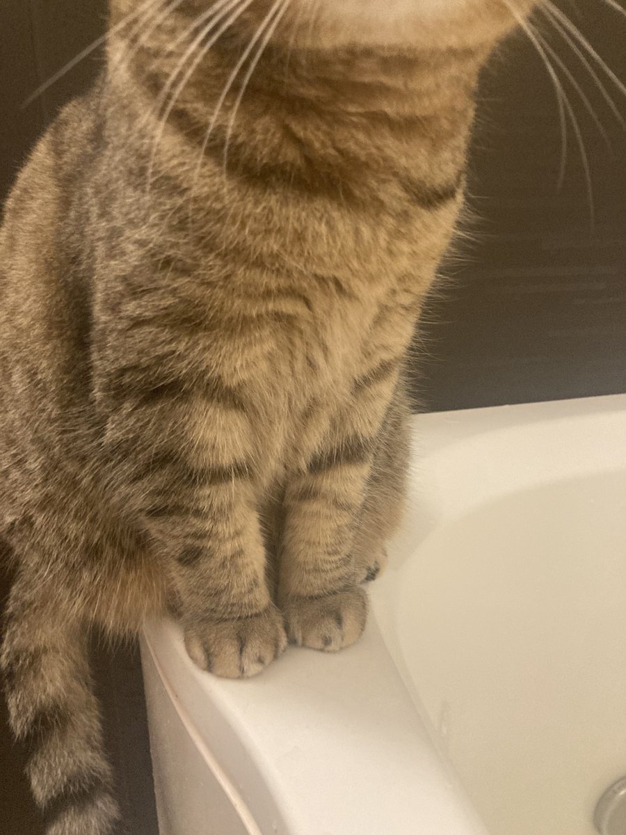 今日は2月22日 『にゃんにゃんにゃんの日』なので 猫の悶絶ポイントを