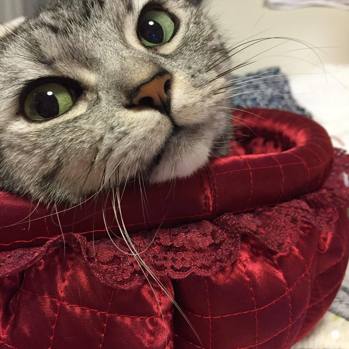 fudouaizen's tweet photo. 2月22日本日は『猫の日』です。
世界中の猫さんが幸せになりますように☺️🙏
写真はさくらです。
同じ猫です。
もう一度いいます、
同じ、猫なのです。
#猫の日
#にゃんにゃんの日 https://t.co/6AcFH8jZEd