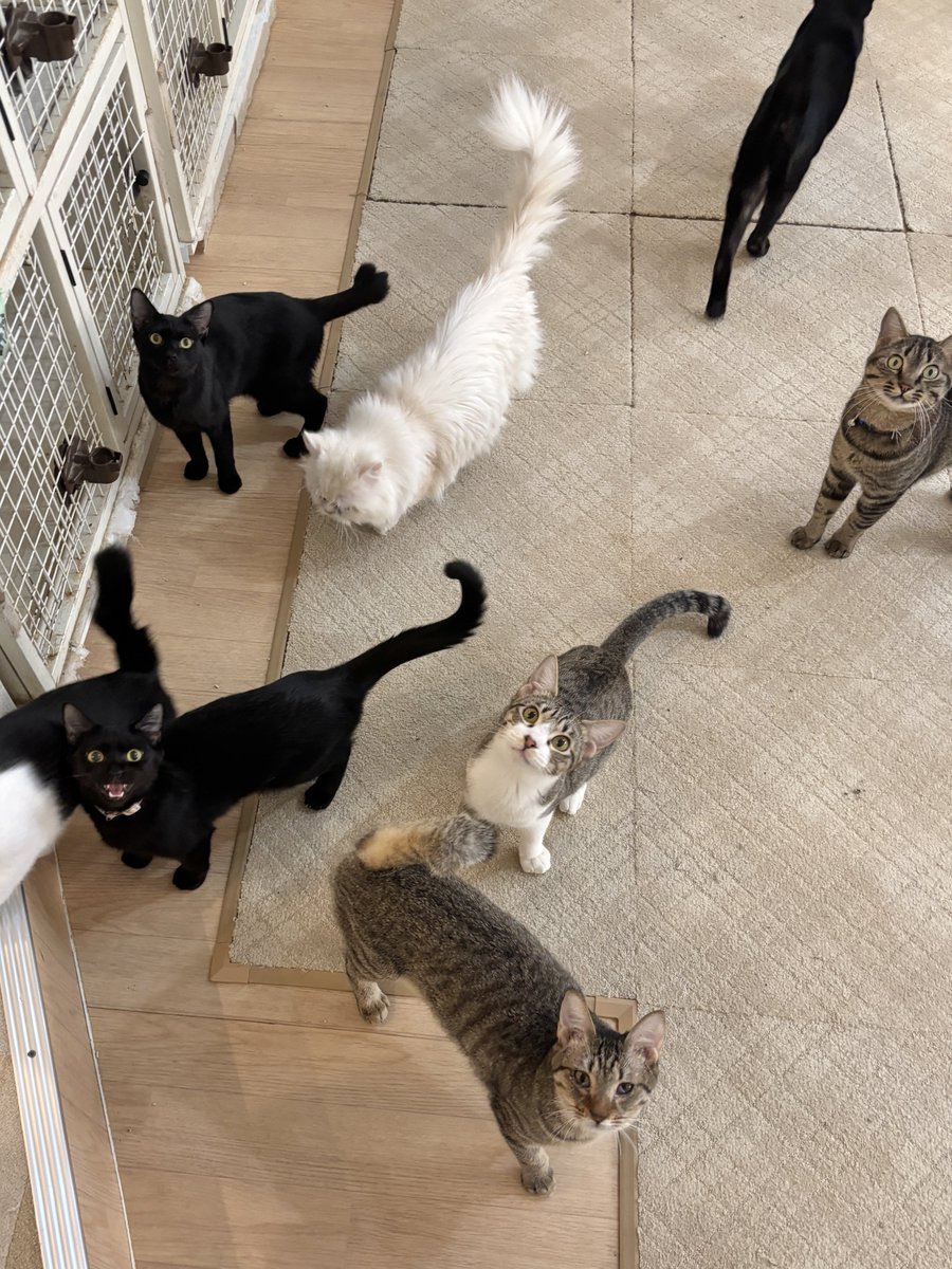 蒲田】 本日は2/22猫の日🐾🐈🐈‍⬛🐾 猫ちゃんたちがみんな幸せで