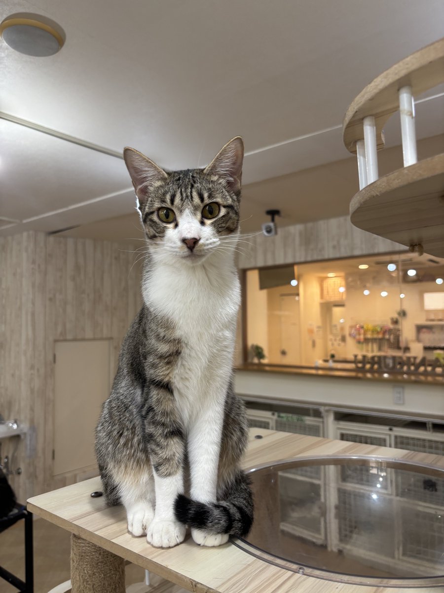 蒲田】 本日は2/22猫の日🐾🐈🐈‍⬛🐾 猫ちゃんたちがみんな幸せで