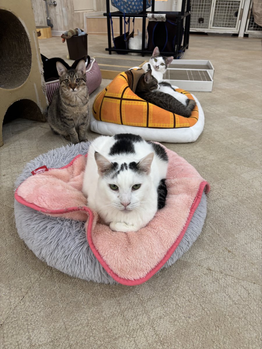 蒲田】 本日は2/22猫の日🐾🐈🐈‍⬛🐾 猫ちゃんたちがみんな幸せで
