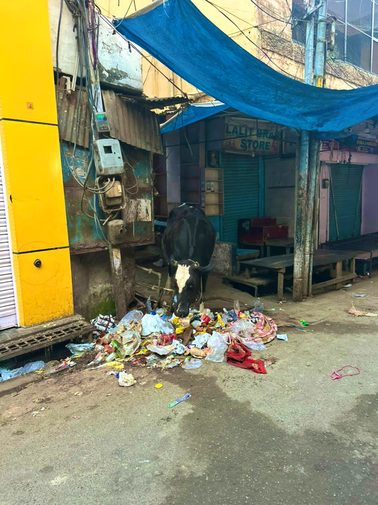 macroschema's tweet image. India is the biggest shithole in the world

But, the filthiest places in India are so-called sacred towns of Hindus 

Like #Haridwar #Varanasi #Vrindavan 

There is no other community in the world that celebrates filthiness like Hindus 

So much so that filth has become the core