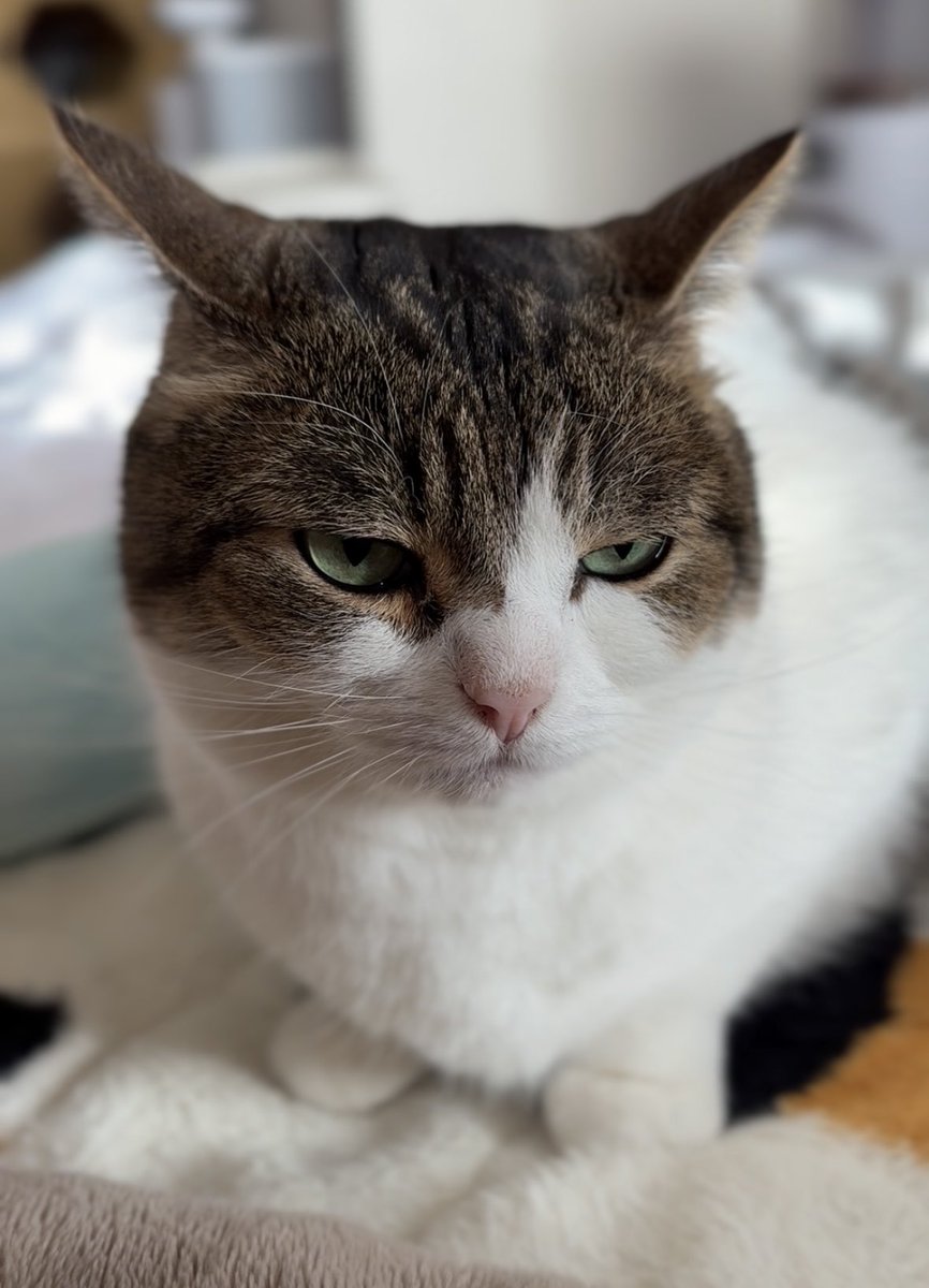 猫の日」に浮かれる人間たちよ、、、 こたろう先生からの有難いお言葉