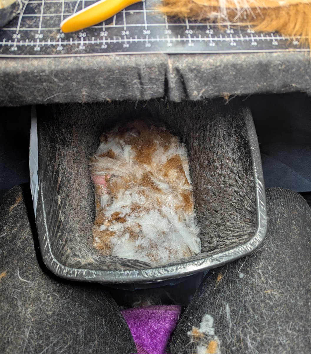 AnthroAesthetic 🔜TFF🔜 AC🔜Denfur? tweet media