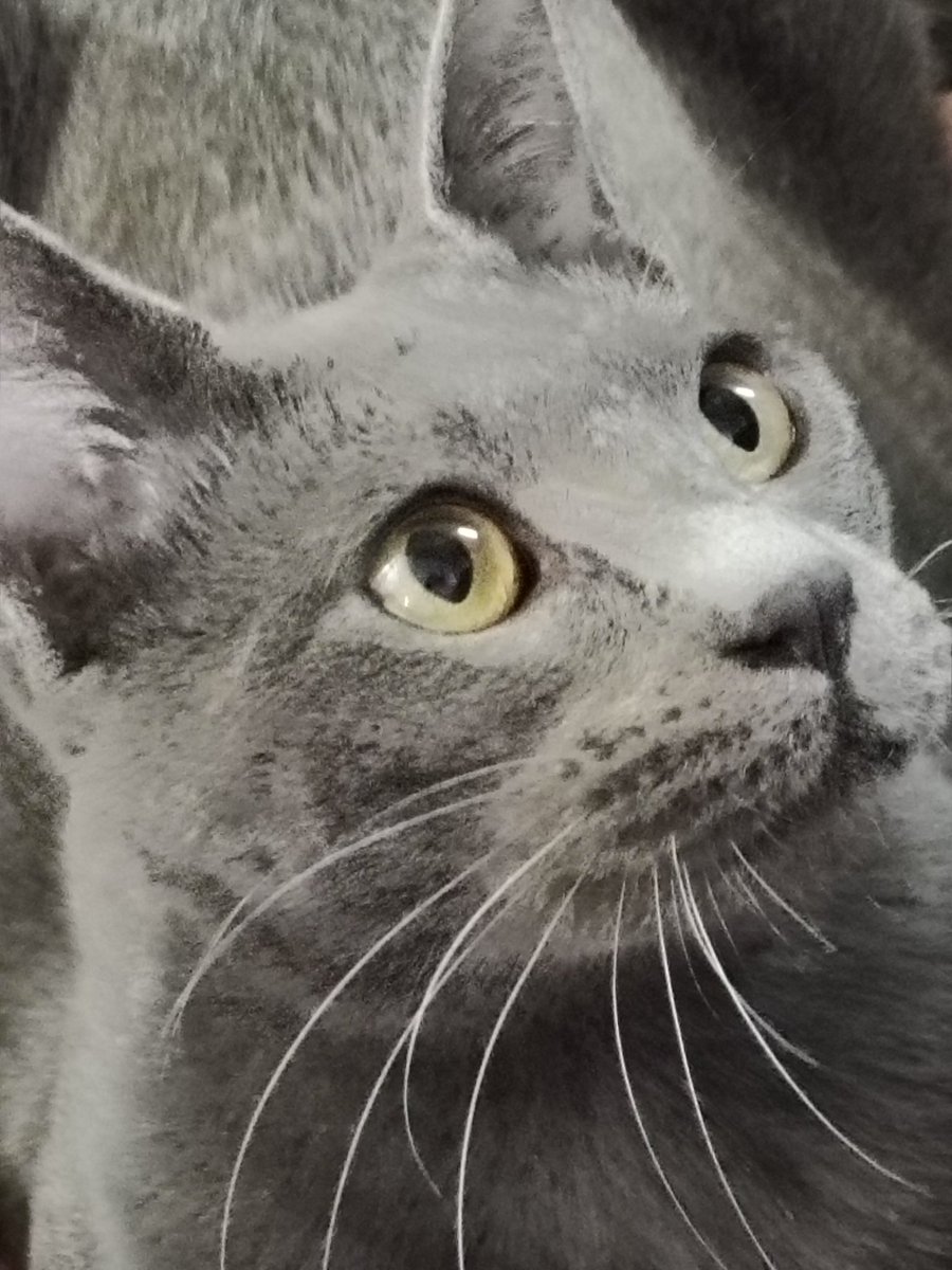 #猫の日 
ツンとデレ🐾