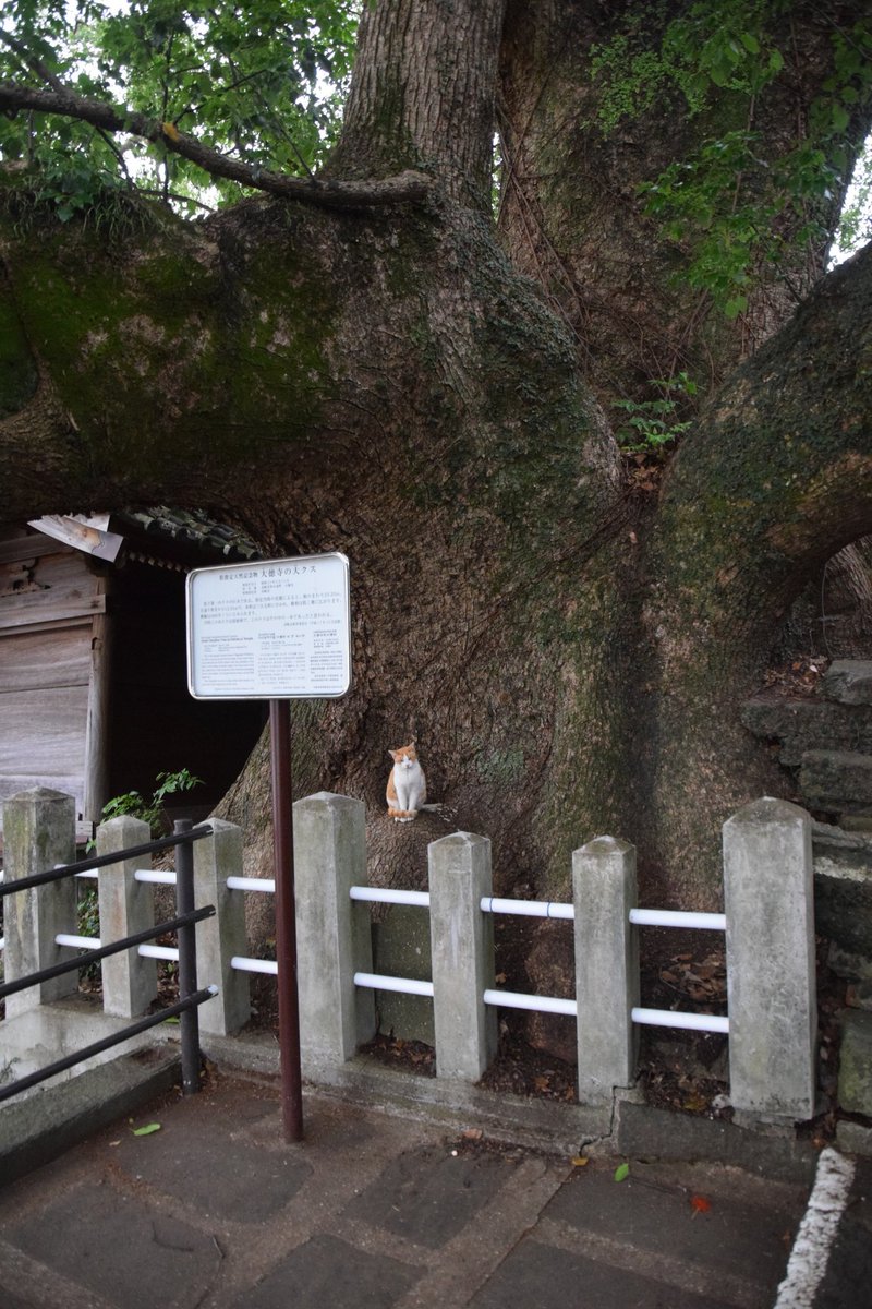 夢の旅人 tweet media