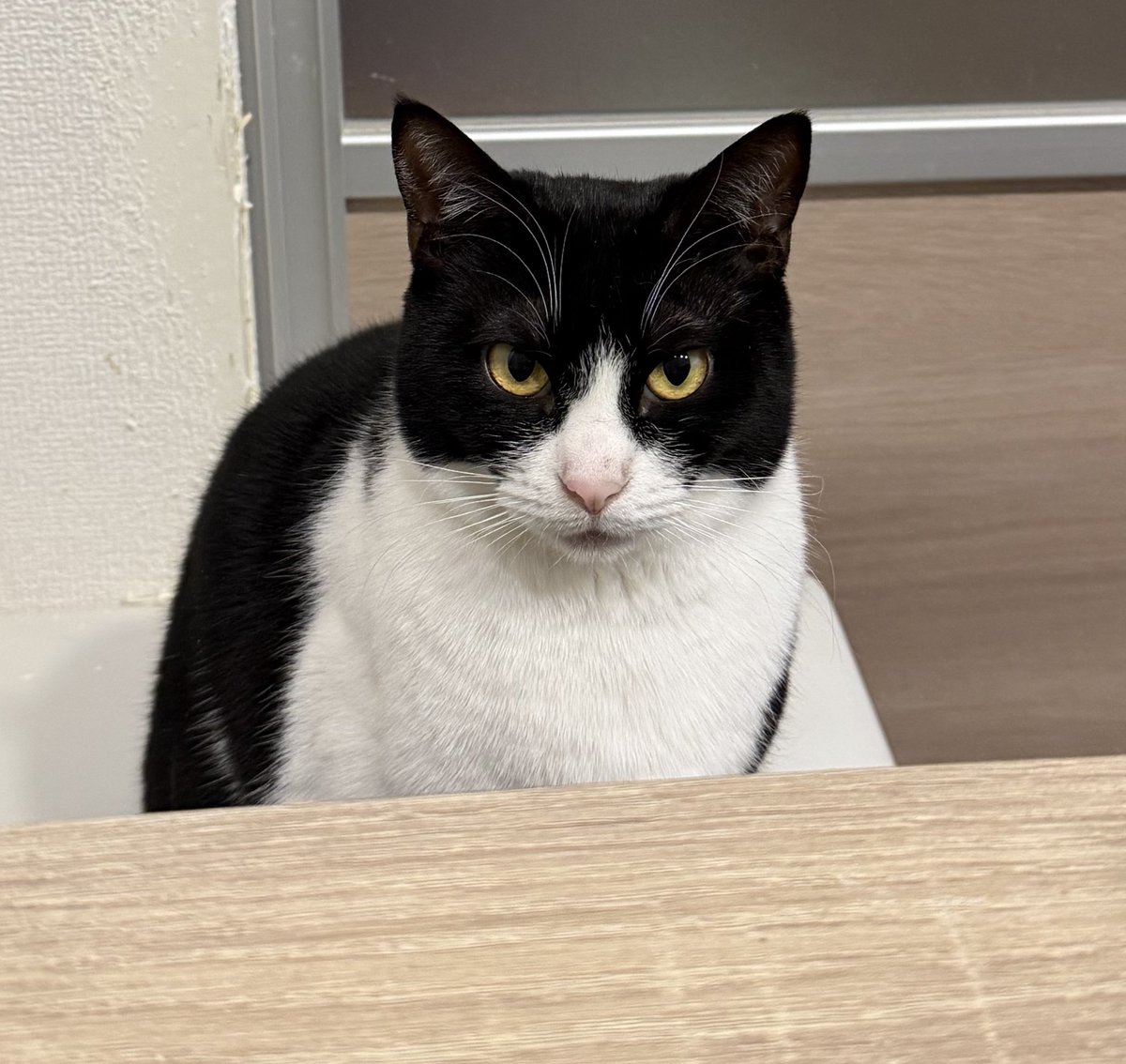 Mikob19's tweet photo. #ネコの日
今年2歳になる4匹🐱
これからも元気に健康でいてね https://t.co/BpF5W21oDf