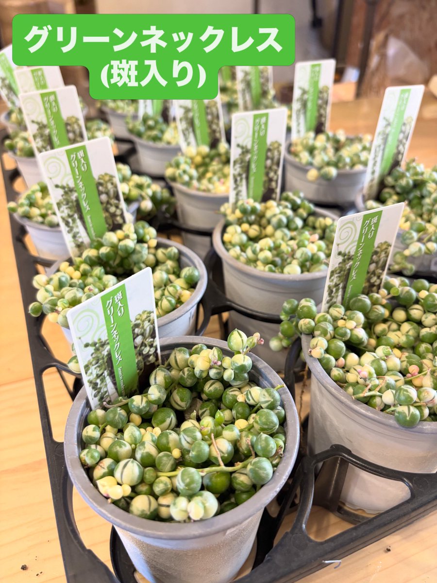 グリーンネックレス斑入り 入荷です。 乾きやすい土に植え替えて