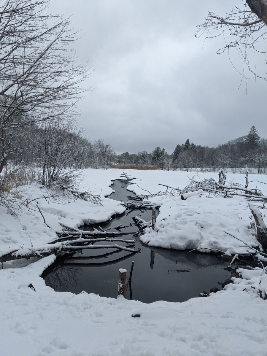 KwanKew's tweet photo. The snow from last night magically coated the landscape. Scenes from peaceful Rock Meadows. @AAWW @Wellesley @WCWnews @WellesleyBooks @poetswritersinc @WomenWriters @Wellesley
@Asianwriter @WritersDigest @McFarlandBooks https://t.co/ebxCsYJSUx