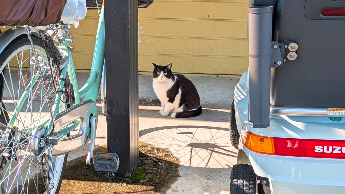 猫の日 vs 情シスマン 勝つのはどっち？プレゼントキャンペーン