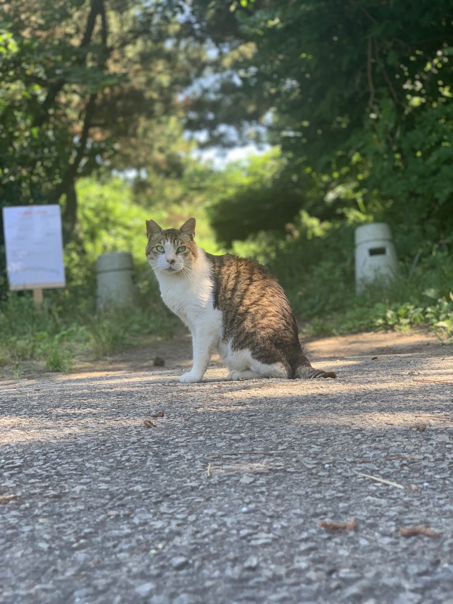 今日は猫の日なんだって🐱