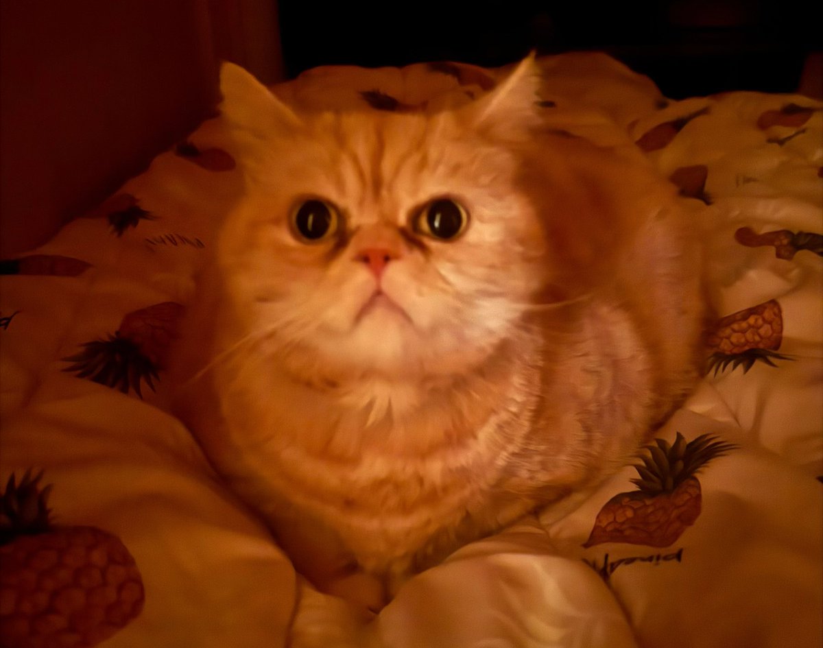 ฅ^•ω•^ฅの日