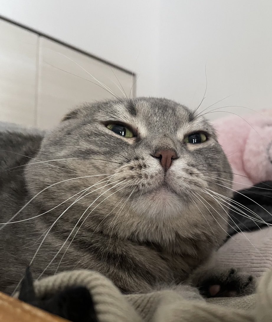 Post by にゃんざい先生XCC福岡し55ab on X: 🦭