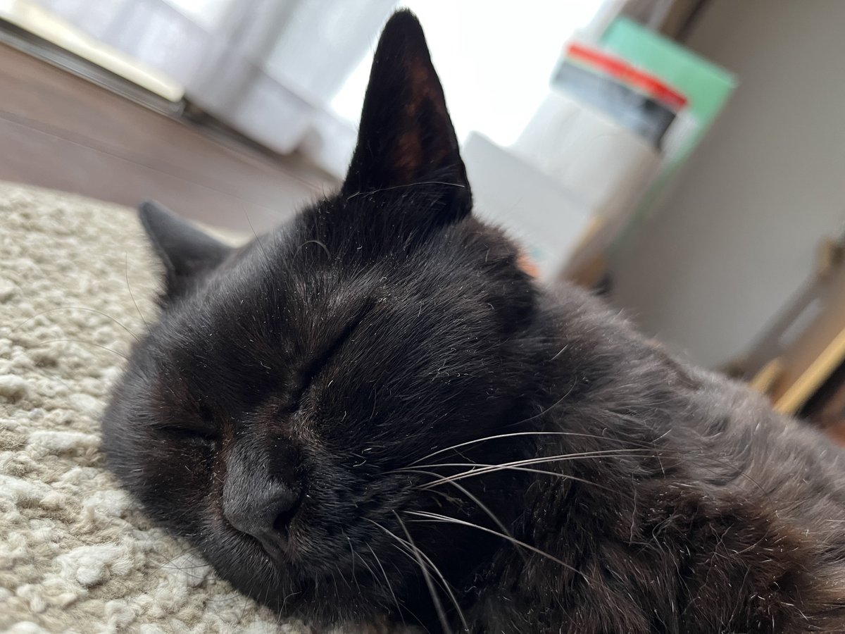 私もTLにﾈｺﾁｬﾝ放流しとこ🐈‍⬛