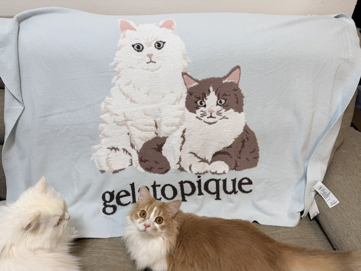 ジェラピケ 猫 ブランケット 正規品 ジェラートピケ Sleep CAT