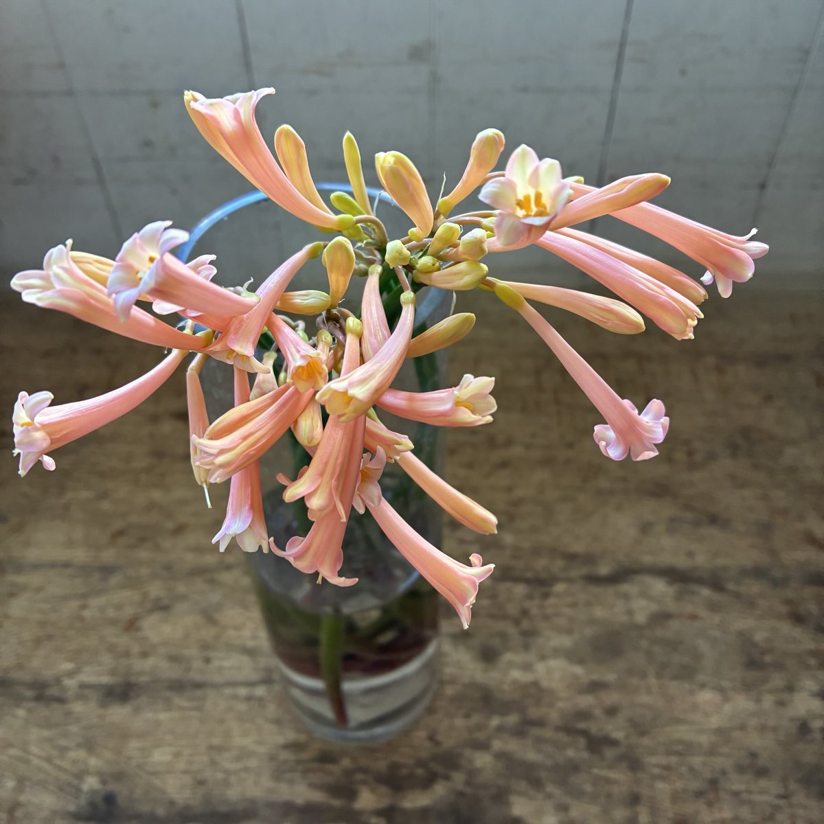 毎日ひと花＊キルタンサスピンク