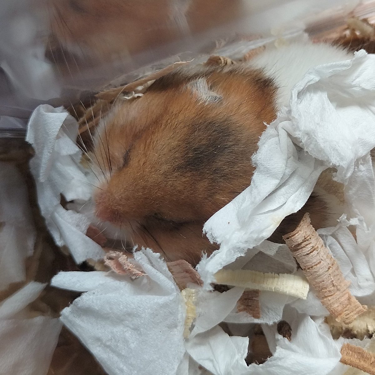 biya! tweet media