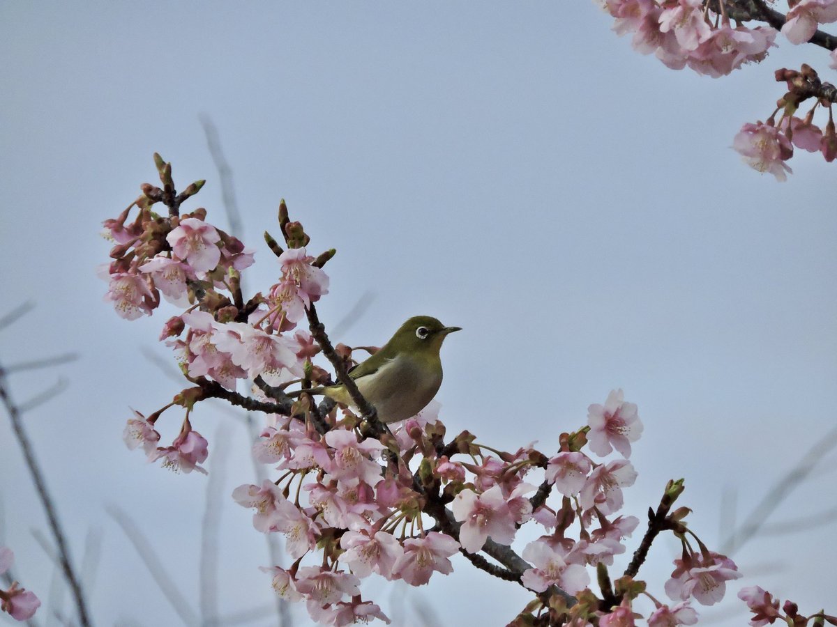 背景色 tweet media