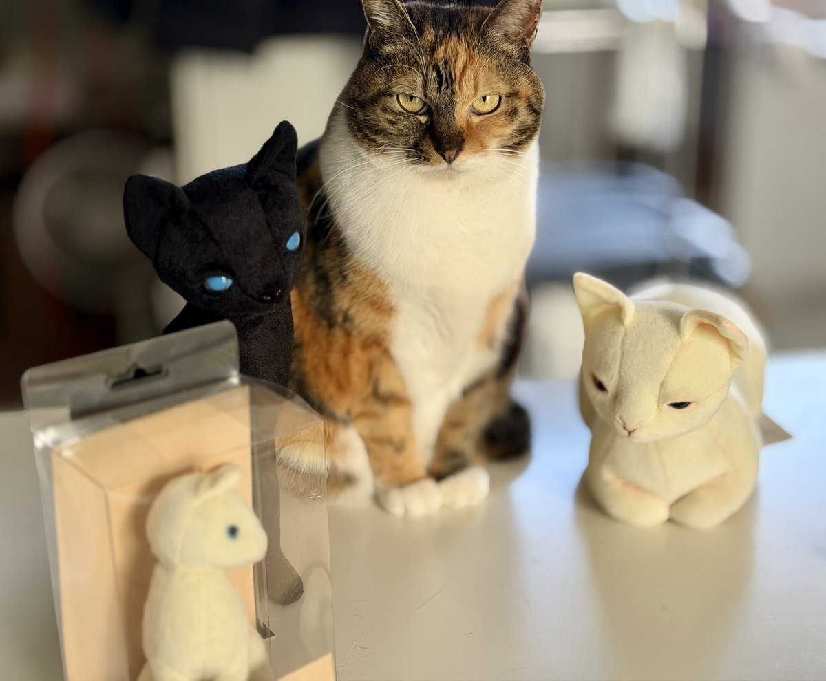 𓃴 土屋仁応 / Yoshimasa Tsuchiya (@Yoshimasa_Tsu) / Posts / X