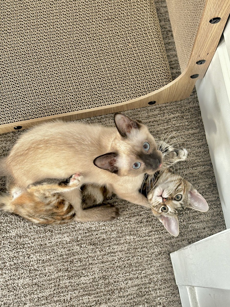 🦋Lavie tweet media