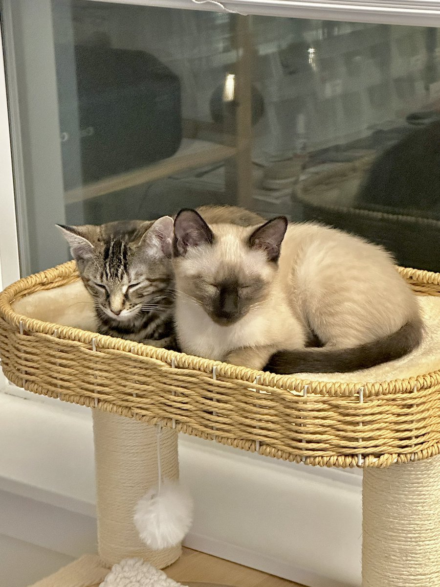 🦋Lavie tweet media