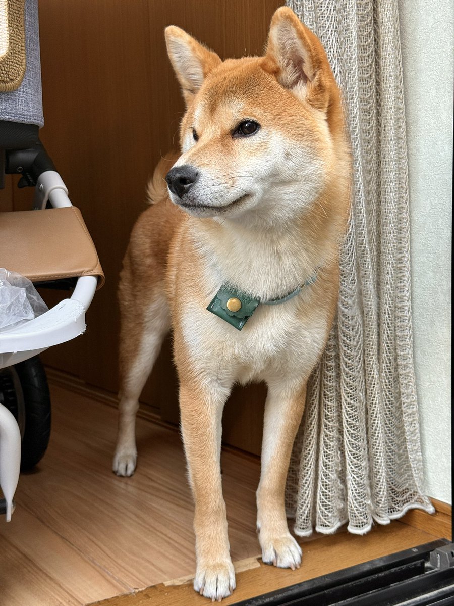 すゞ柴 （柴犬いぶき） (@SUZUKAZE4848) / Posts / X