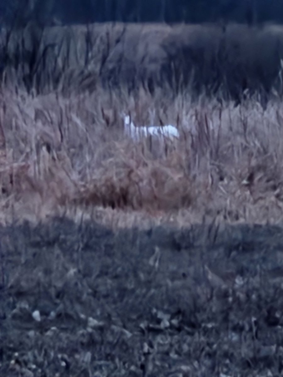 OlHossVike's tweet photo. This evening @Lsnow8474Rue and I bundled up and took a walk and go to see our resident albino buck "Duke". 🦌 #WisconsinLiving https://t.co/vbw4SdIVMD