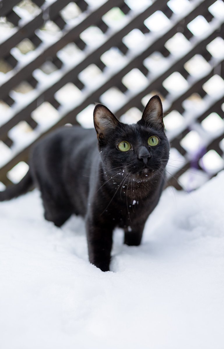 むぎ (@mugimugi_z) / Posts / X